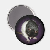 Rattenmagnet Magnet (Vorderseite/Rückseite)