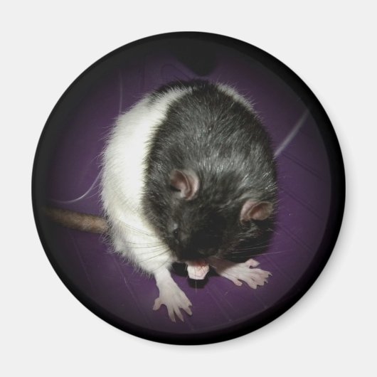 Rattenmagnet Magnet (Vorne)