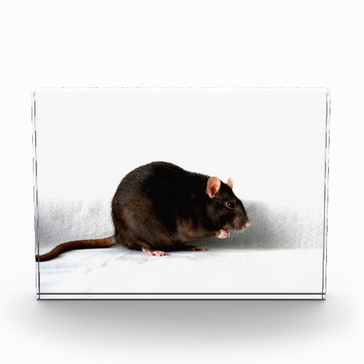 Rattenpfanne Fotoblock (Vorderseite)