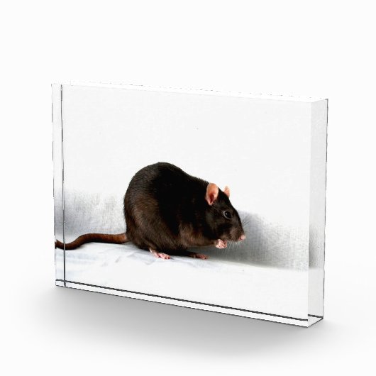 Rattenpfanne Fotoblock (Rechts)