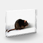 Rattenpfanne Fotoblock (Links)