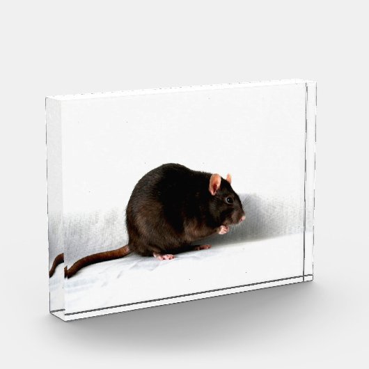 Rattenpfanne Fotoblock (Links)