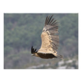 Rattenposter Fotodruck (Vorne)