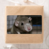 Rattenrat (Insitu)