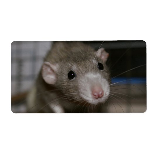 Rattenrat (Vorne)