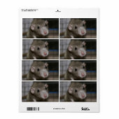 Rattenrat (Vorne)