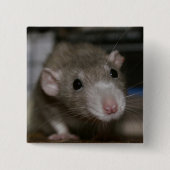 Rattenrat Button (Vorderseite)