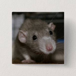 Rattenrat Button