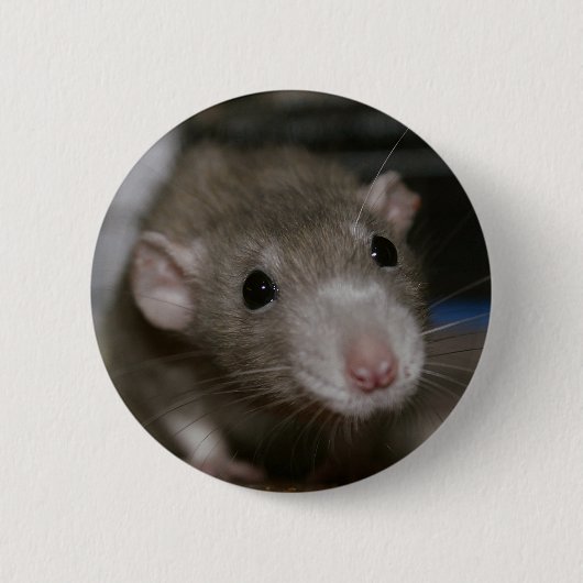 Rattenrat Button (Vorderseite)