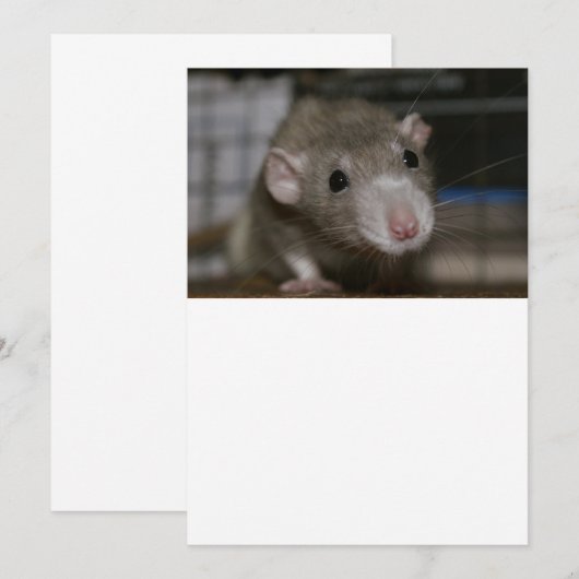 Rattenrat Dankeskarte (Vorne/Hinten)