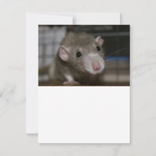 Rattenrat Einladung (Vorderseite)
