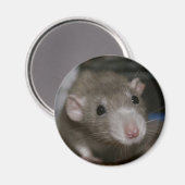 Rattenrat Magnet (Vorderseite/Rückseite)
