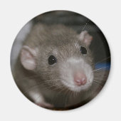 Rattenrat Magnet (Vorne)