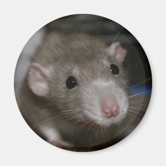 Rattenrat Magnet (Vorne)