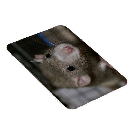 Rattenrat Magnet (Rechte Seite)