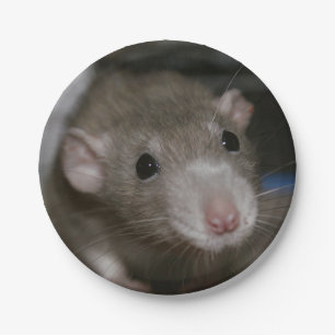 Rattenrat Pappteller