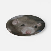 Rattenrat Pappteller (Schrägansicht)