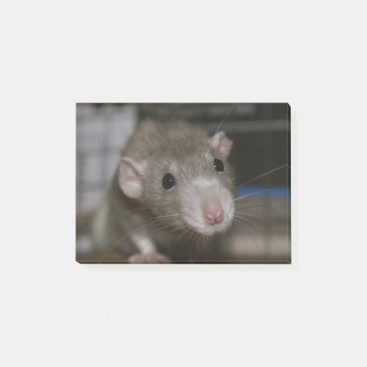 Rattenrat Post-it Klebezettel (Vorderseite)