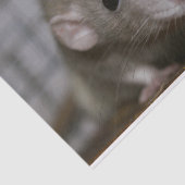 Rattenrat Seidenpapier (Ausschnitt)