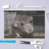 Rattenrat Seidenpapier (Handwerk)