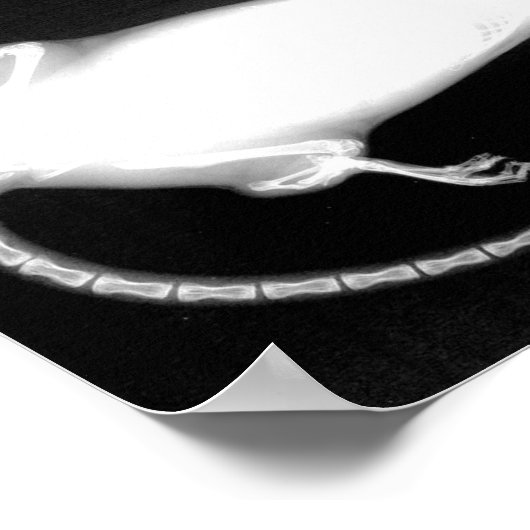 Rattenrochen Poster (Ecke)