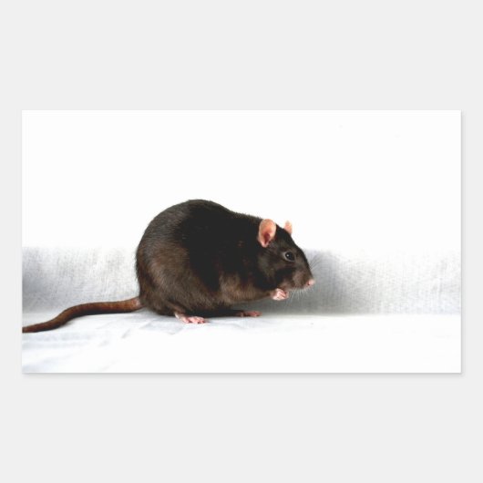 Rattenstcsm Rechteckiger Aufkleber (Vorderseite)