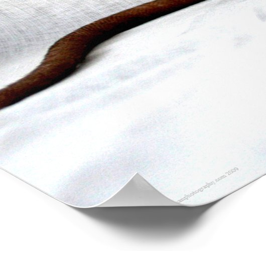 Rattenwapcnm Poster (Ecke)