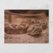 Rattle Postkarte (Vorderseite)