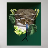 Rattle Snake Face Poster (Vorne)