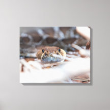 Rattle Snake