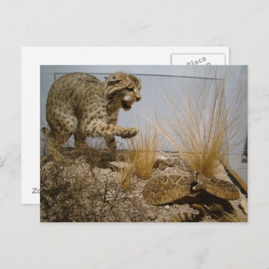 Rattle Snake vs Bobcat Postcard Postkarte (Vorne/Hinten)