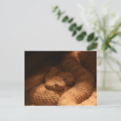 Rattle Snakes Postkarte (Stehend Vorderseite)