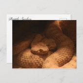 Rattle Snakes Postkarte (Vorne/Hinten)
