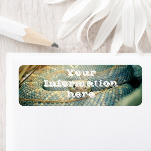 Rattlesnake (Insitu)