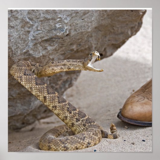 Rattlesnake-Angriff Poster (Vorne)
