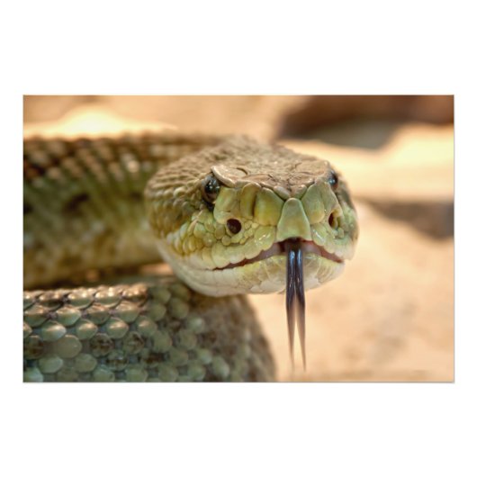 Rattlesnake Closeup Foto (Vorne)