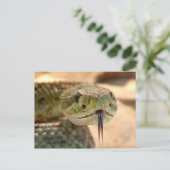 Rattlesnake Closeup Foto Postkarte (Stehend Vorderseite)