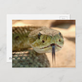 Rattlesnake Closeup Foto Postkarte (Vorne/Hinten)