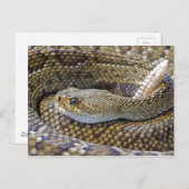 Rattlesnake Foto Postkarte (Vorne/Hinten)