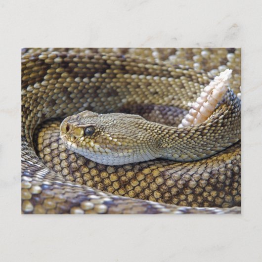 Rattlesnake Foto Postkarte (Vorderseite)