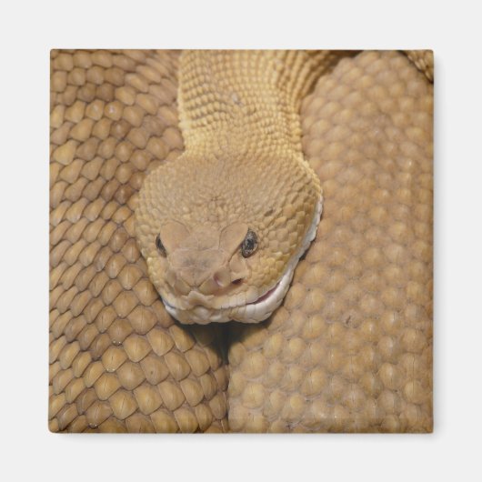 Rattlesnake Head Magnet (Vorne)