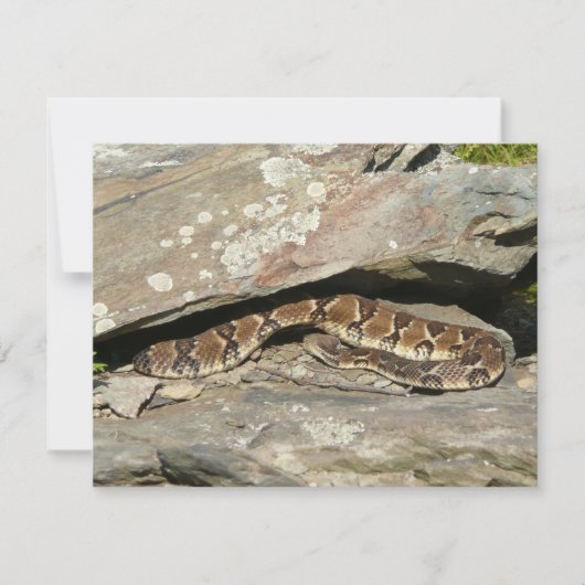 Rattlesnake im Shenandoah-Nationalpark (Vorderseite)