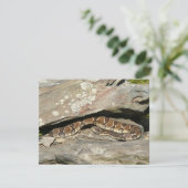 Rattlesnake im Shenandoah-Nationalpark (Stehend Vorderseite)