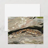 Rattlesnake im Shenandoah-Nationalpark (Vorne/Hinten)