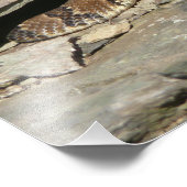 Rattlesnake im Shenandoah-Nationalpark Fotodruck (Ecke)