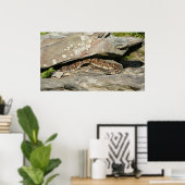 Rattlesnake im Shenandoah-Nationalpark Poster (Heimbüro)