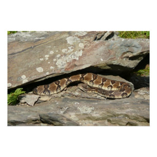 Rattlesnake im Shenandoah-Nationalpark Poster