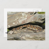 Rattlesnake im Shenandoah-Nationalpark Postkarte (Vorne/Hinten)