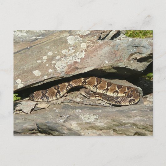 Rattlesnake im Shenandoah-Nationalpark Postkarte (Vorderseite)