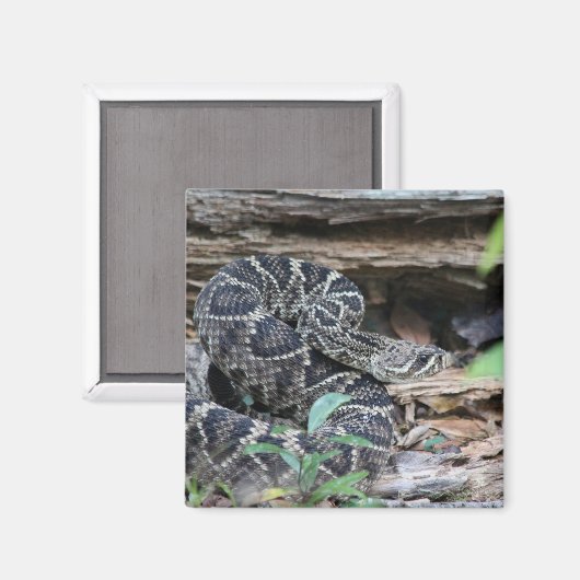 Rattlesnake Magnet (Vorderseite/Rückseite)